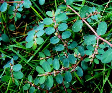 Euphorbia prostrata